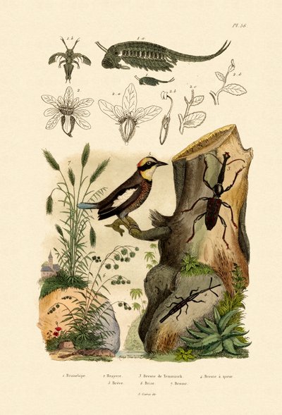 Fairy Shrimp by French School
